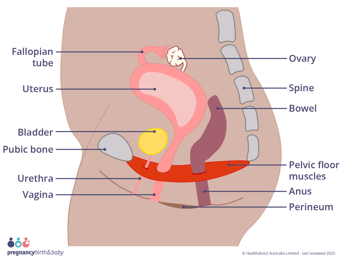 Soins du plancher pelvien et stratégies d'exercice